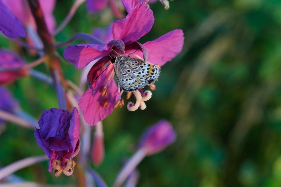 Yleishyödyllisten ympäristö- ja ilmastoinvestointien teemahaku Etelä-Savossa 19.5.-15.9.2025