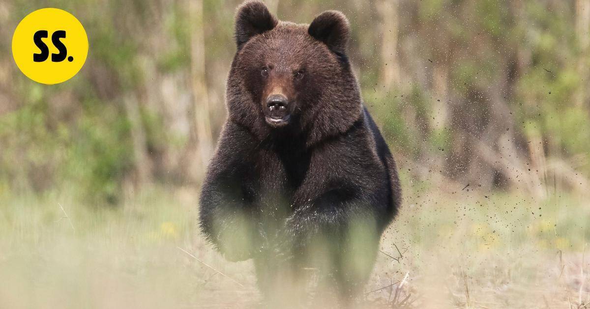 Näkökulma | Karhunmetsästyksen lupasoppa on ratkaistava, jotta rauhaisa yhteiselo voi jatkua - Savon Sanomat