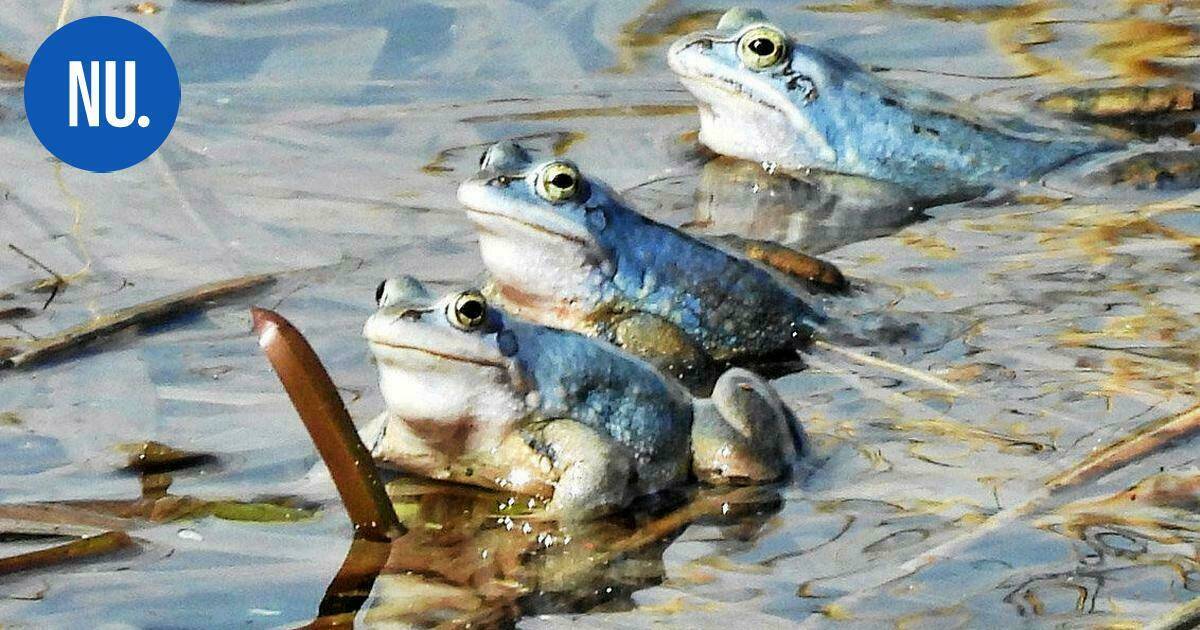 Luonto | Liito-oravat ja viitasammakot tutkitaan nyt Rajamäellä tarkoin – asialle laitetaan Enviro | Paikalliset
