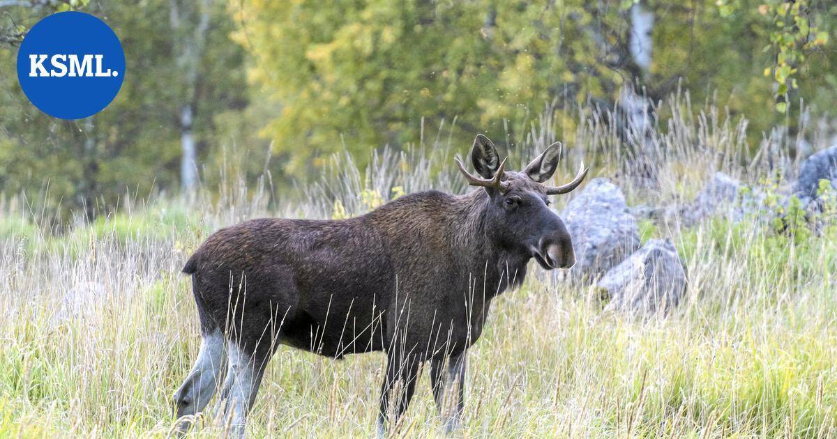 Hirvi kuoli kolarissa Ähtärissä | Keski-Suomi