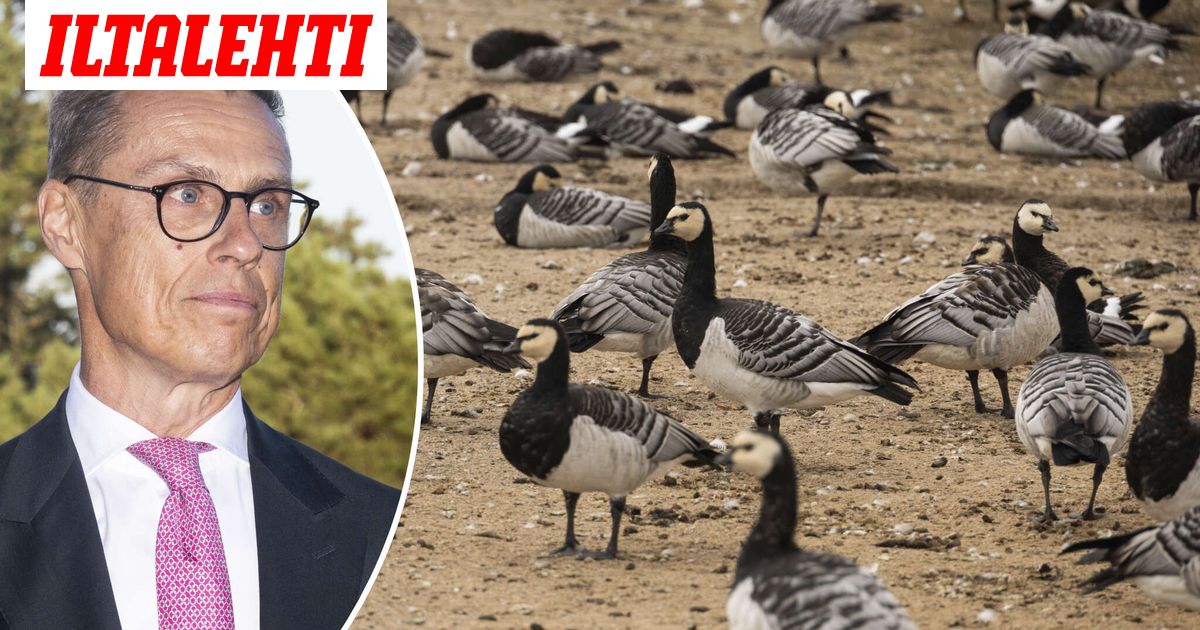 Politiikan puskaradio: Kakkakaaos Kultarannan puutarhassa