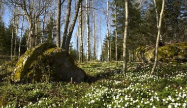 Ympäristö- ja ilmastoinvestointien teemahaku 12.5.–31.8.2025