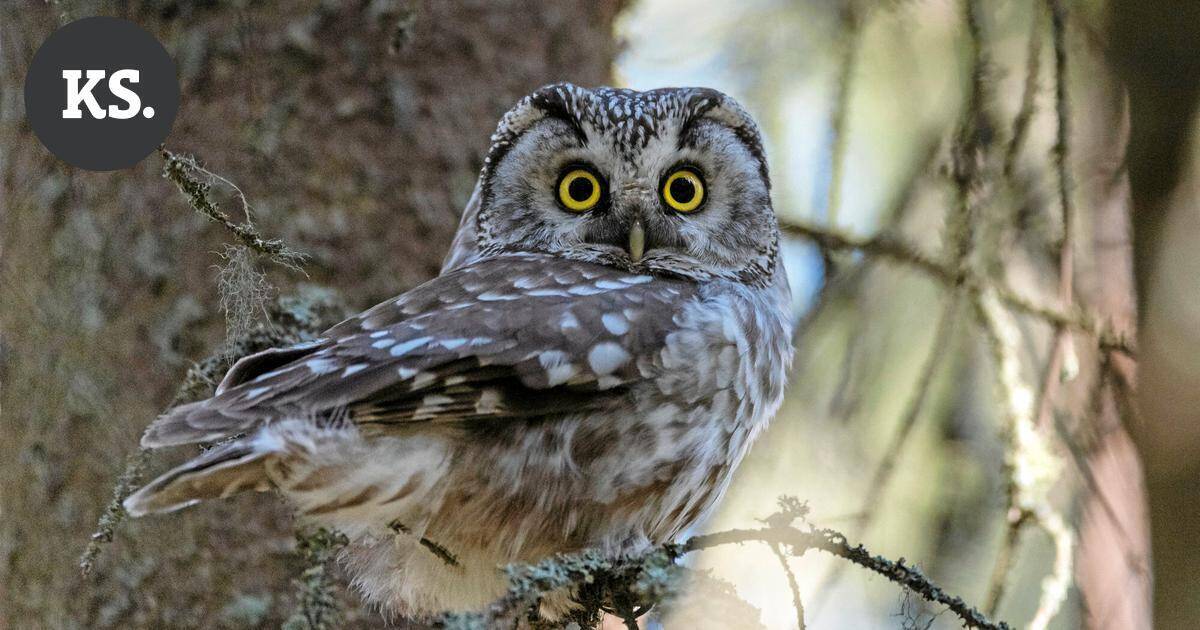 Auton alle piiloutunut helmipöllö pääsi pelastuslaitoksen kyytiin Kotkassa | Paikalliset