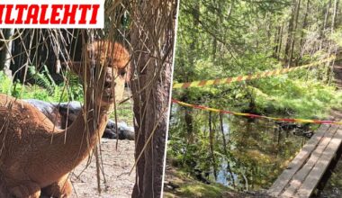 Merike ei tiennyt juottavansa rakkaille alpakoilleen Espoon kaupungin myrkyttämää vettä