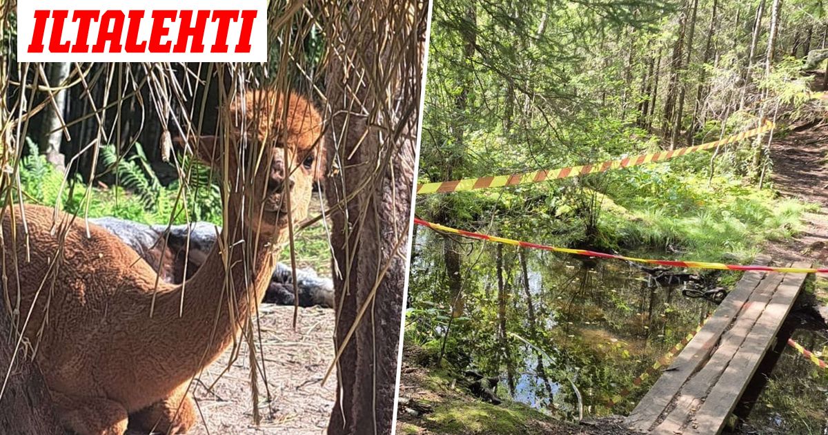 Merike ei tiennyt juottavansa rakkaille alpakoilleen Espoon kaupungin myrkyttämää vettä
