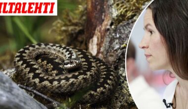 Maria Nordinin julkaisu kyyn puremasta aiheutti somekohun – Nyt puhuu sairaalaan joutuneen pojan äiti