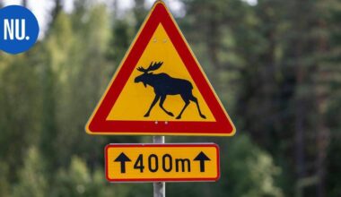 Liikenne | Hirvikolareita tapahtuu satoja vuosittain –  näin voit välttää vaaralliset kohtaamiset | Paikalliset