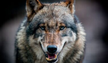 Alaskalaisen saaren sudet saalistavat merisaukkoja