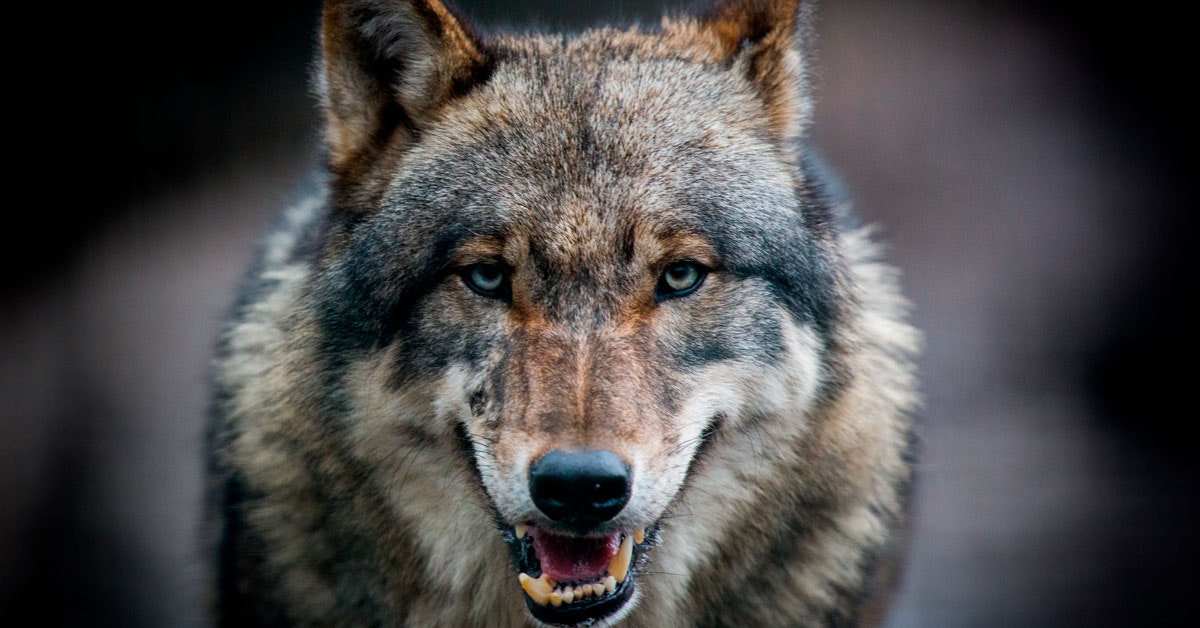 Alaskalaisen saaren sudet saalistavat merisaukkoja