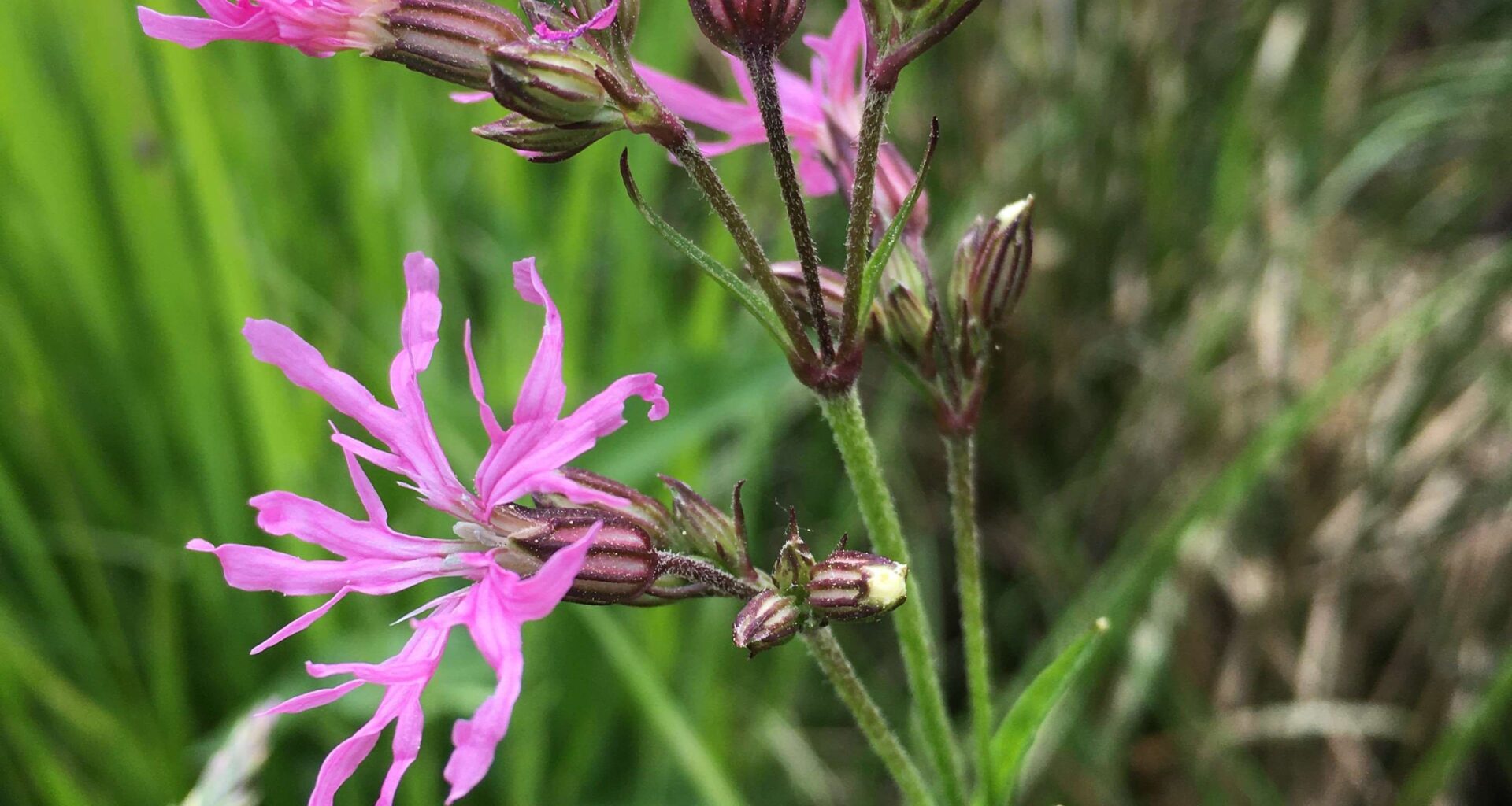 Naantalin käynnissä olevia ympäristö- ja luontohankkeita