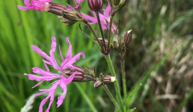 Naantalin käynnissä olevia ympäristö- ja luontohankkeita