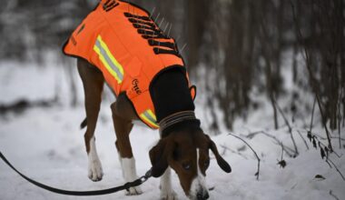 Susiliivi suojasi metsästyskoiria pedoilta – kimppuun hyökkäsivät muun muassa susi, ilves ja villisika