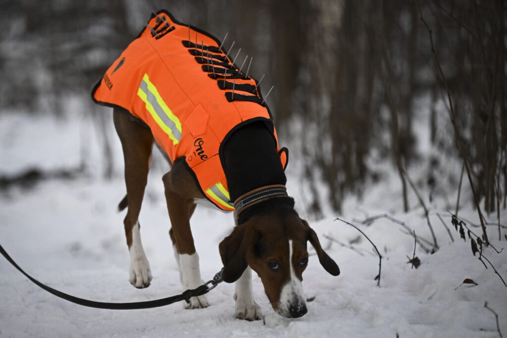 Susiliivi suojasi metsästyskoiria pedoilta – kimppuun hyökkäsivät muun muassa susi, ilves ja villisika