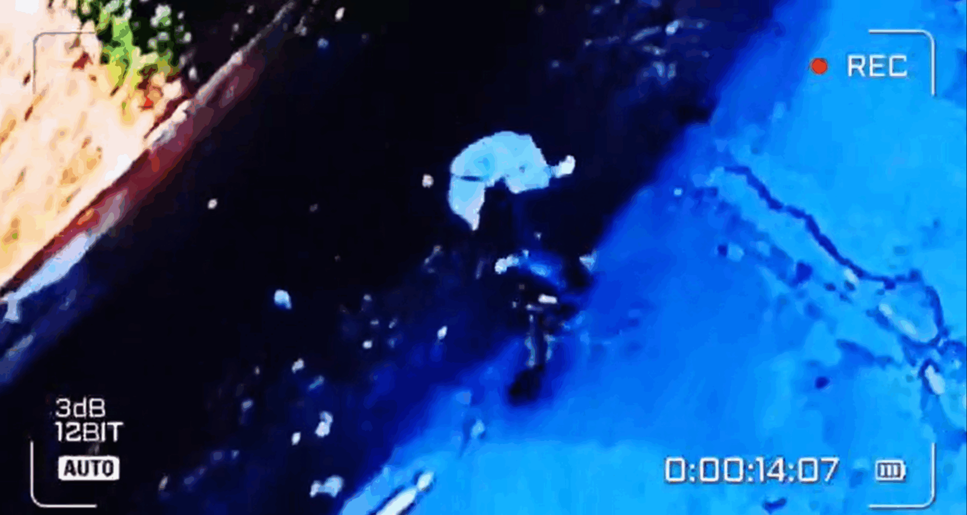 Karu video: Koiranulkoiluttaja joutui hyökkääjän ”ihmissafarin” kohteeksi Hersonissa