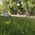 Yhä useampi nurmikko saa kukkia rauhassa myös Vuosaaressa