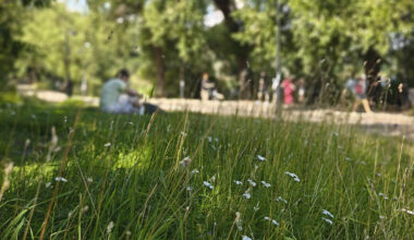 Monessa puistossa on nykyisin sekä matalaksi leikattua että luonnonmukaisempaa nurmikkoa. Kuva: Teina Ryynänen