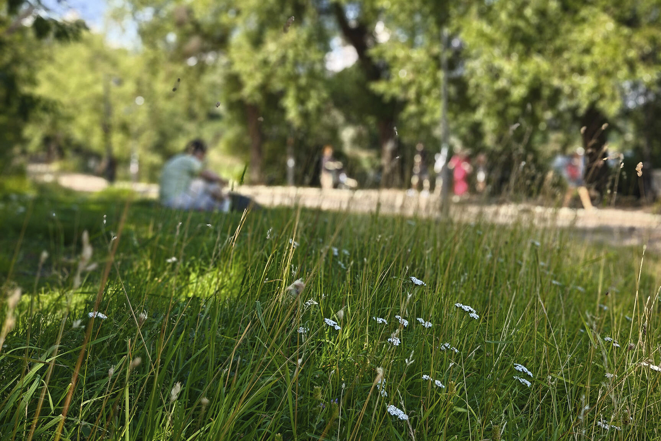 Monessa puistossa on nykyisin sekä matalaksi leikattua että luonnonmukaisempaa nurmikkoa. Kuva: Teina Ryynänen