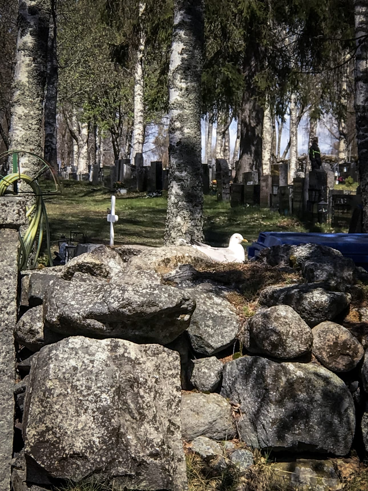 Kalalokki toimi toukokuussa Kemin eteläisen hautausmaan vartijana. Lokki rakensi pesänsä hautausmaan kivimuuriin ja pyöräytti pesään kolme munaa. Jos poikaset onnistuvat kuoriutumaan, niillä on edessään vaarallinen taival muutaman kivenheiton päässä olevaan merenrantaan.