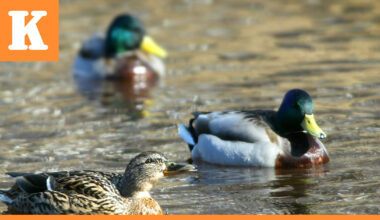 Pohjoisen vesilinnuilla muuta maata heikompi poikastuotto – myyräkato on lisännyt petopainetta