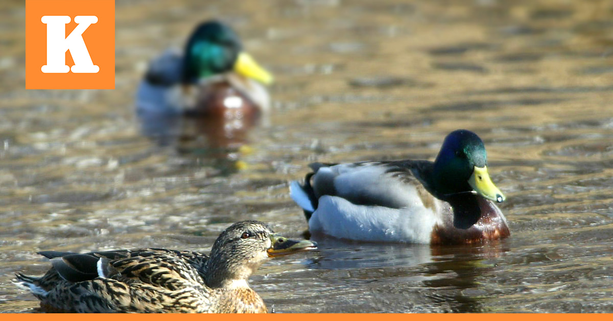 Pohjoisen vesilinnuilla muuta maata heikompi poikastuotto – myyräkato on lisännyt petopainetta
