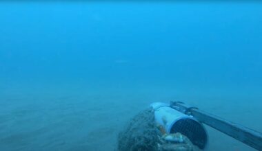 Harvinainen ja uhanalainen merienkeli kuvattiin Cardiganinlahdessa Walesissa