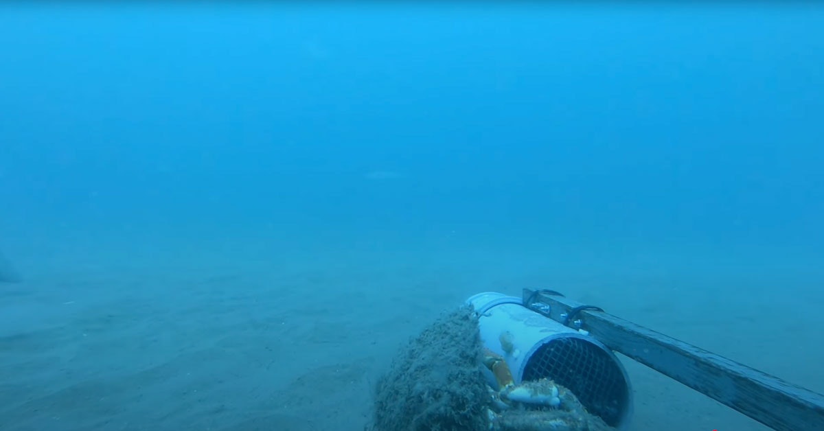 Harvinainen ja uhanalainen merienkeli kuvattiin Cardiganinlahdessa Walesissa