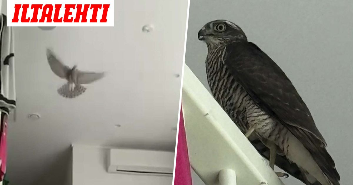 Kutsumaton vieras pelästytti espoolaisperheen – “Kakkasi joka puolelle”