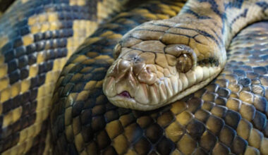 Parkkihallissa hurja näky – valtava käärme roska-astian päällä – Stara