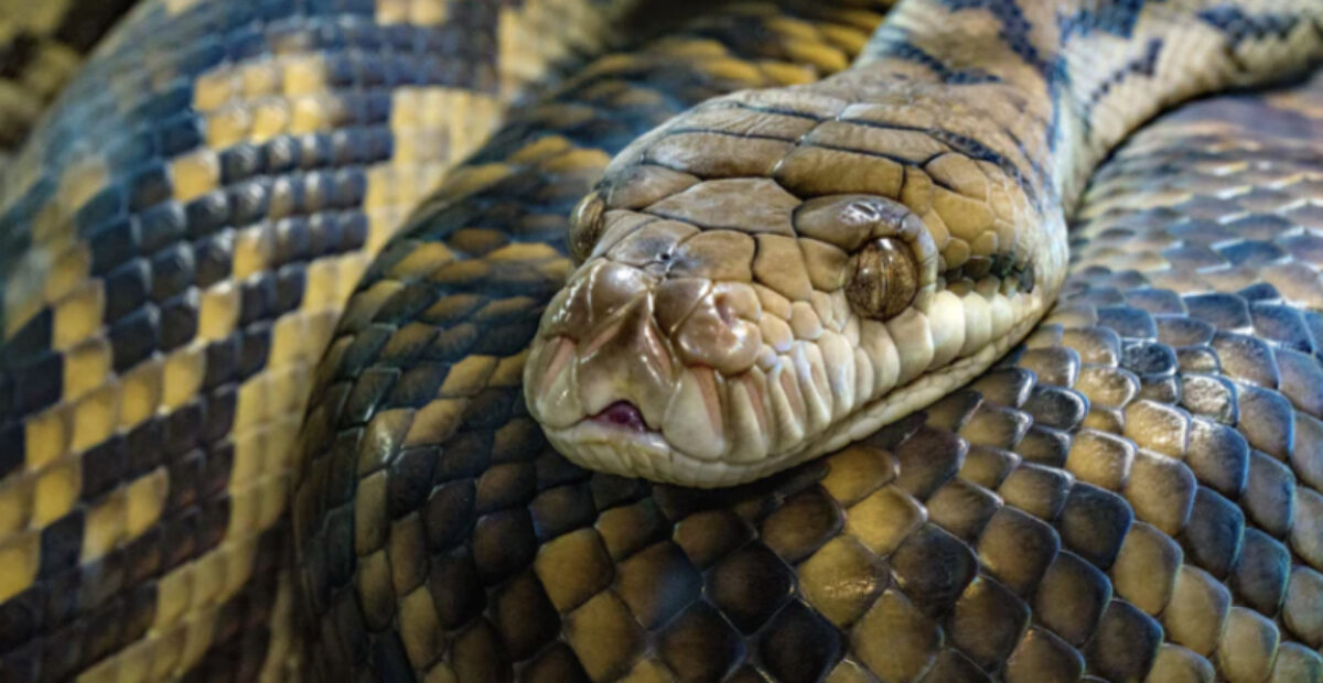 Parkkihallissa hurja näky – valtava käärme roska-astian päällä – Stara