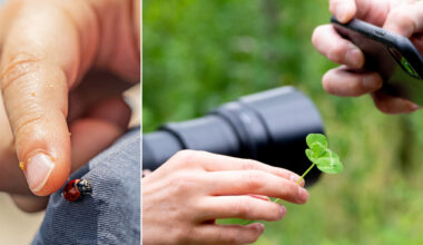 Hietasaaressa pääsee valokuvaamaan alueen ainut­laatuista luontoa – Mun Oulu