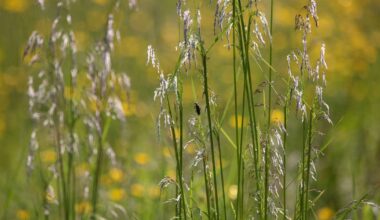Luonto ja niityt kuuluvat myös kaupunkiympäristöön