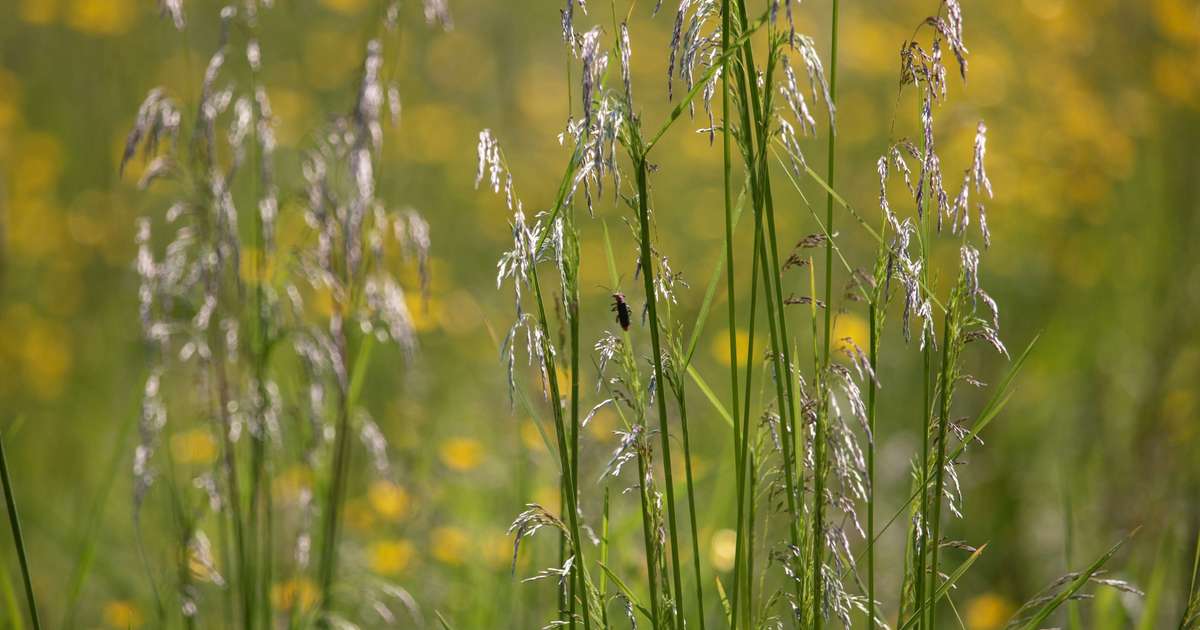 Luonto ja niityt kuuluvat myös kaupunkiympäristöön
