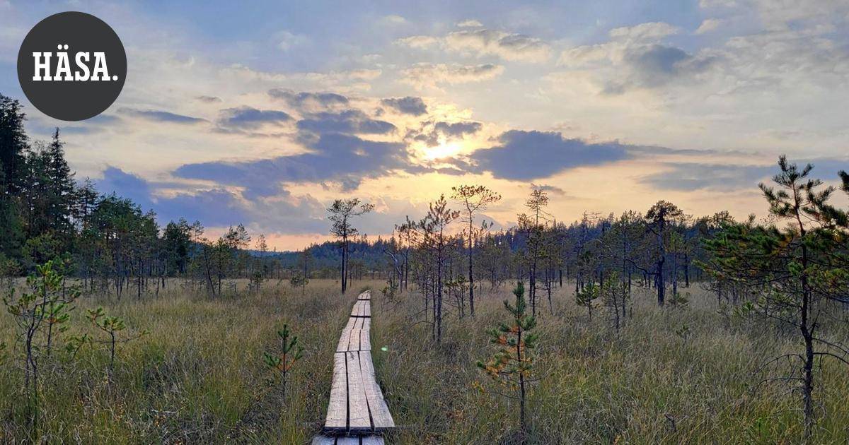Arkistosta | Hämäläinen luonto kutsuu päiväretkelle tai yöpymään – Katso tästä vinkit päiväretkille | Paikalliset