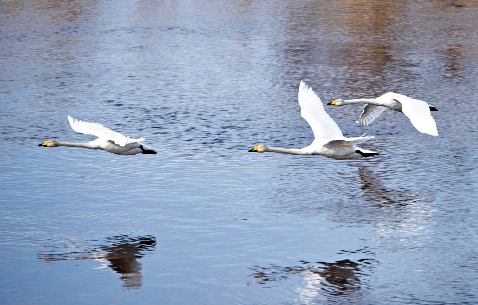Kipparin luonto: Suomen kansallislintu tööttäilee