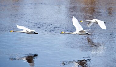 Kipparin luonto: Suomen kansallislintu tööttäilee