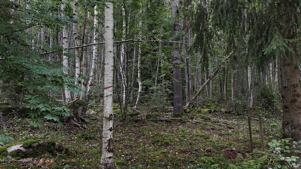 Metsälaidunta. Metsälaidun on uhanalainen perinnebiotooppi. Kuvituskuva.