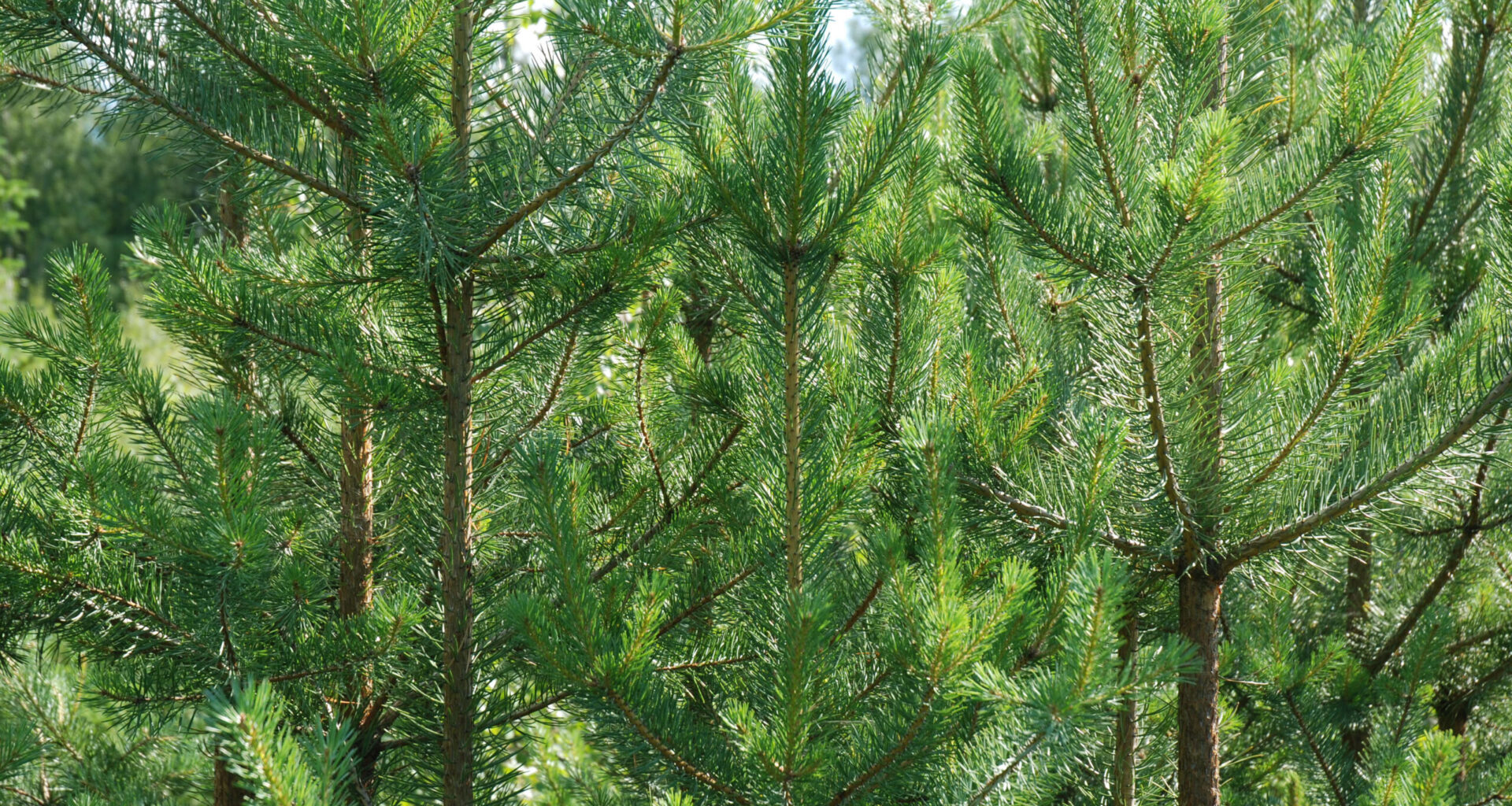 Ruotsissa metsät sitovat hiiltä, Suomessa päästävät