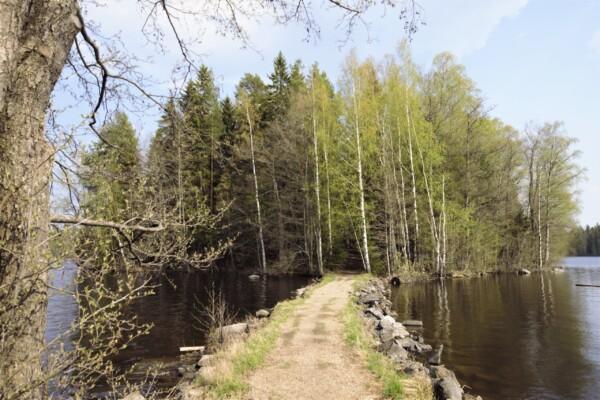 Suomen luonnon päivää voi viettää paikallisesti esimerkiksi osallistumalla...