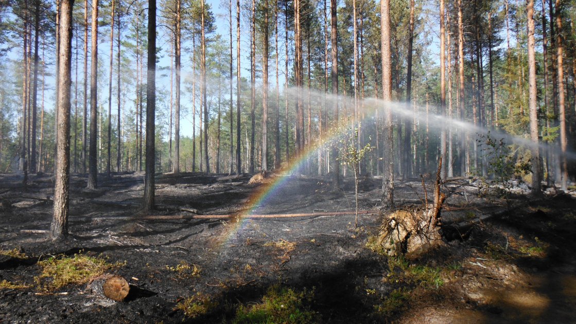 Metsähallitus toteuttaa ennallistamispolton Puulaveden pohjoispuolen saarella 14.8.2025
