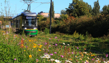 Raitiovaunu Vallilanlaaksossa viherradalla, jossa niittykasveja ja kukkia.