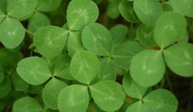 Rovaniemi kutsuu asukkaat mukaan tekemään luonto- ja ilmastoviisasta kaupunkia - Uutiset - Rovaniemi