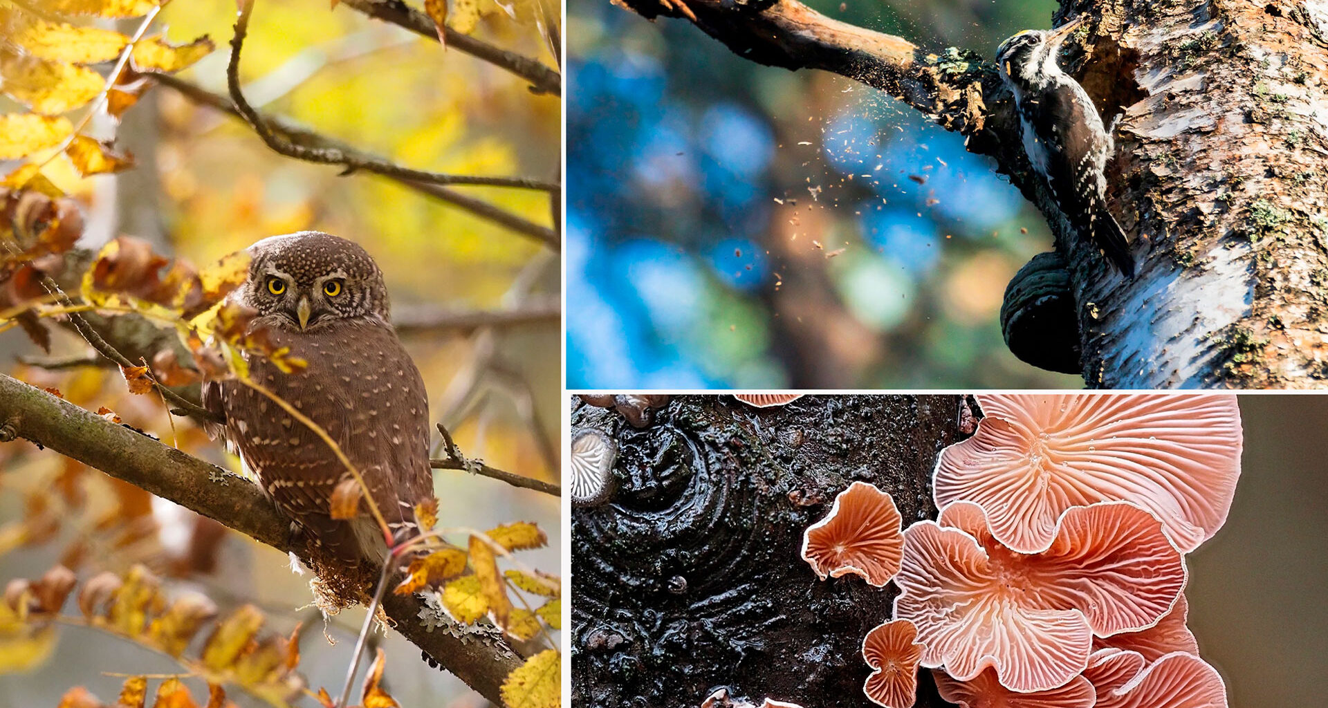 Ravintola Nallikarissa maksuton Hietasaaren lumoava luonto -kuvailta – Mun Oulu