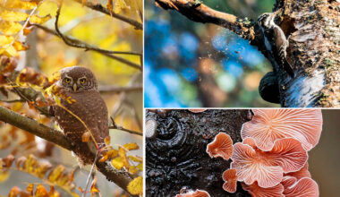 Ravintola Nallikarissa maksuton Hietasaaren lumoava luonto -kuvailta – Mun Oulu