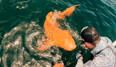 Biologit tutkivat ensimmäistä kertaa harvinaista oliota