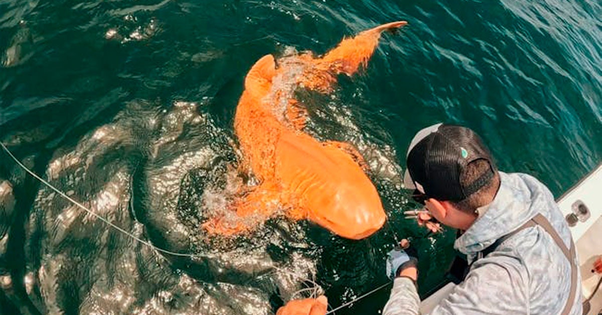 Biologit tutkivat ensimmäistä kertaa harvinaista oliota