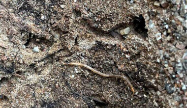 Viherjuoksiainen on ainoa harmaanvihertävä siimajuoksiainen maassamme ja lisäksi maamme suurin (>60 mm) ryhmänsä edustaja.