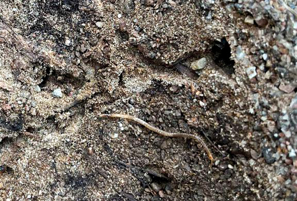 Viherjuoksiainen on ainoa harmaanvihertävä siimajuoksiainen maassamme ja lisäksi maamme suurin (>60 mm) ryhmänsä edustaja.