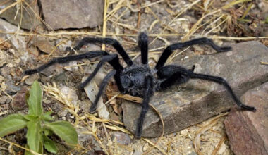 Satyrex-suvun suurin laji on Satyrex ferox.