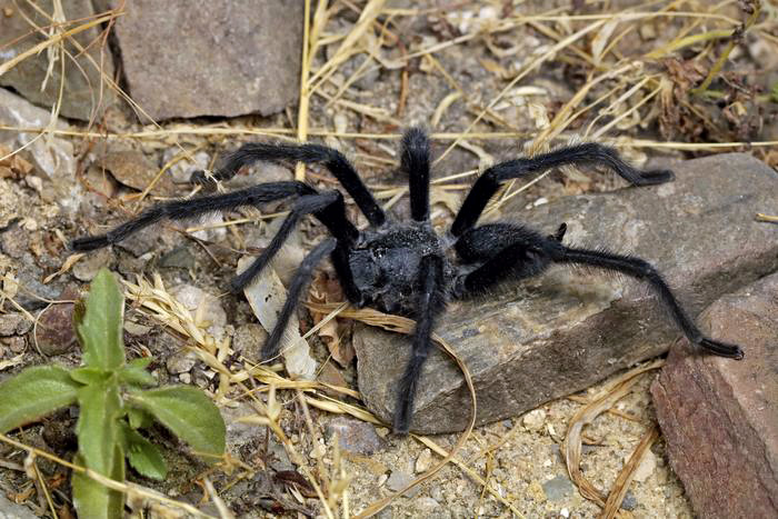 Satyrex-suvun suurin laji on Satyrex ferox.