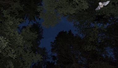 Lepakko lensi sisään asuntoon Herttuankulmassa Turussa. Kuvan lepakko on kuvattu Katariinanlaaksossa.